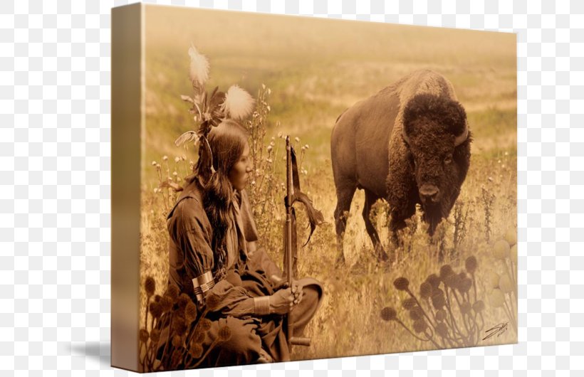 American Bison Wildlife Native Americans In The United States Cheyenne Quotation, PNG, 650x530px, American Bison, Americans, Bison, Cattle Like Mammal, Cheyenne Download Free