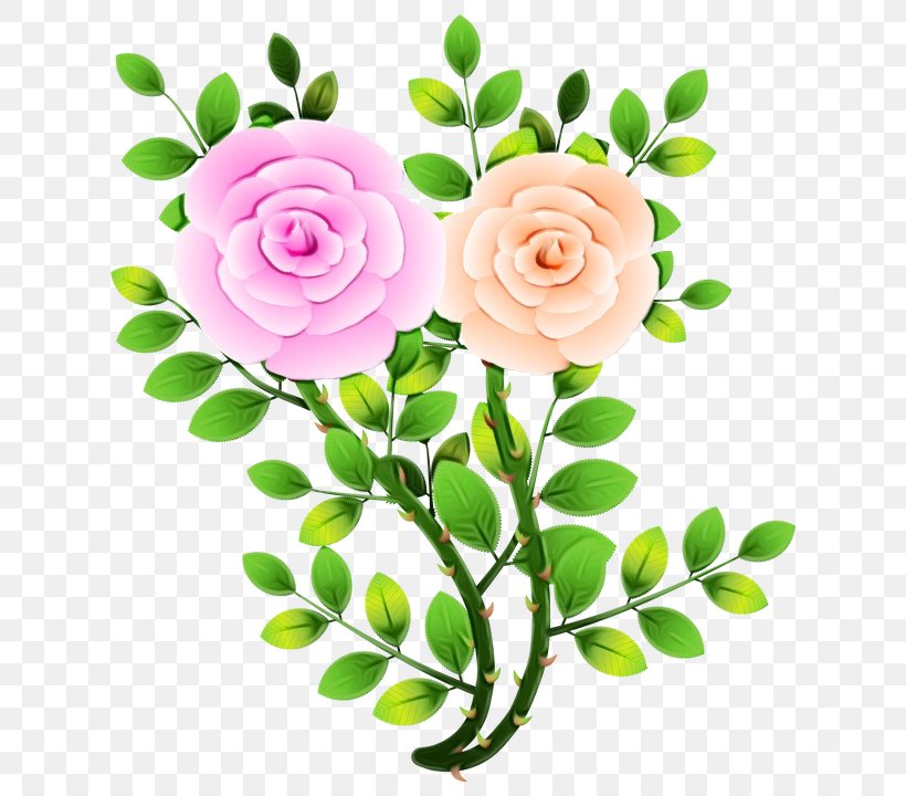 Garden Roses Cut Flowers Floral Design, PNG, 716x720px, Garden Roses, Botany, Branch, Camellia, Cut Flowers Download Free