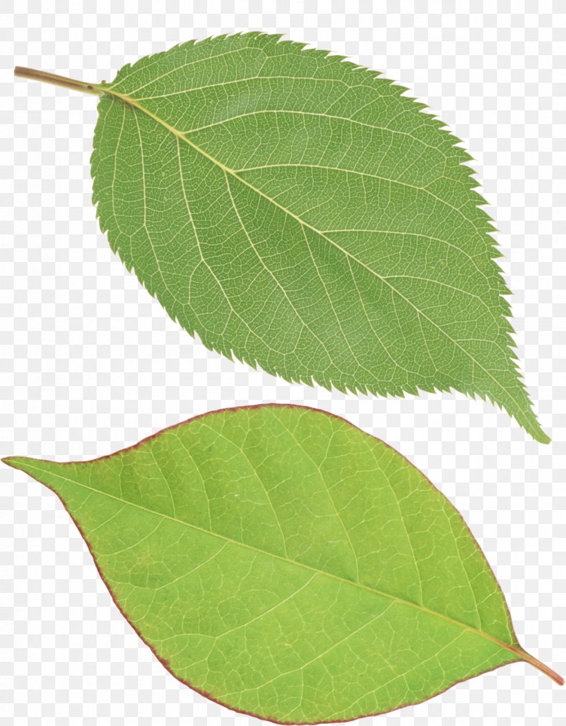 Leaf Image Resolution Clip Art, PNG, 1200x1541px, Leaf, Clipping Path, Display Resolution, Dots Per Inch, Image File Formats Download Free