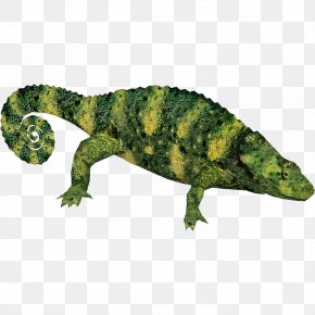 Chameleon - Reptile Common Iguanas Lizard Chameleons Amphibian PNG