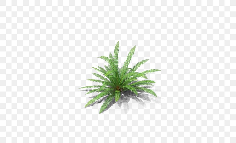 Rotation, PNG, 500x500px, Rotation, Fern, Grass, Lawn, Plant Download Free
