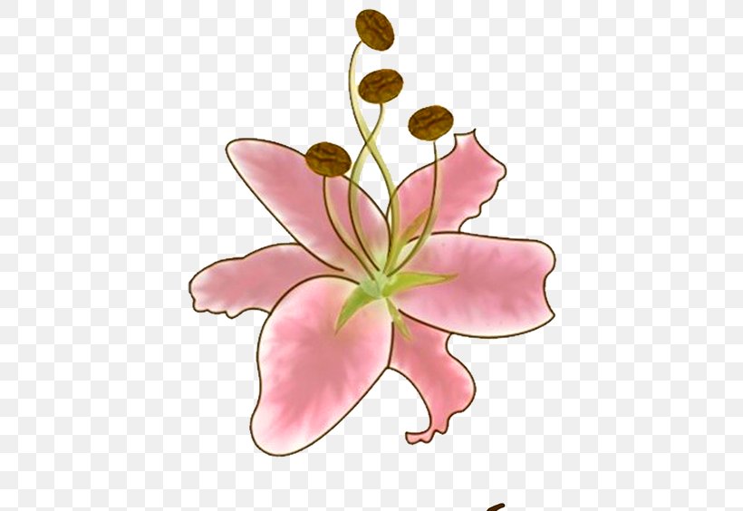 Flower Lilium Gratis, PNG, 518x564px, Flower, Color, Cut Flowers, Designer, Drawing Download Free