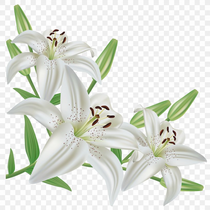 Lilium Candidum Flower Easter Lily Arum-lily Clip Art, PNG, 3846x3838px, Lilium Candidum, Arum Lily, Black And White, Cut Flowers, Easter Lily Download Free