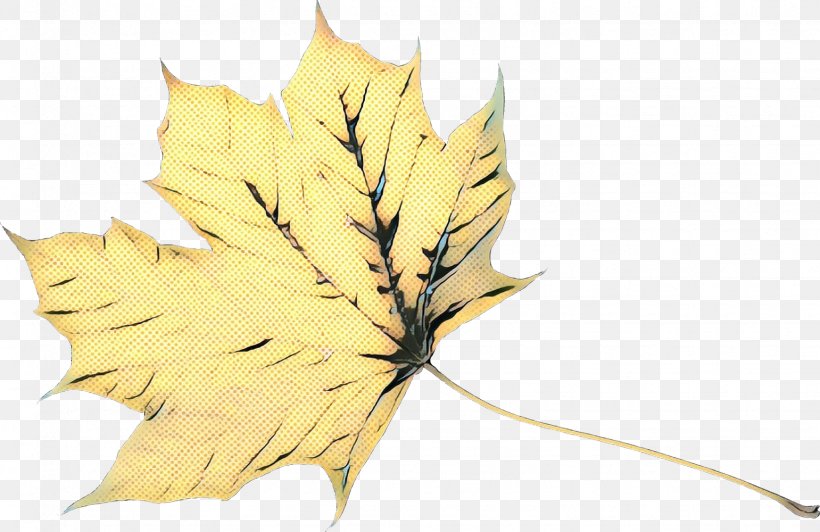 Maple Leaf, PNG, 1541x1000px, Maple Leaf, Black Maple, Botany, Deciduous, Flower Download Free
