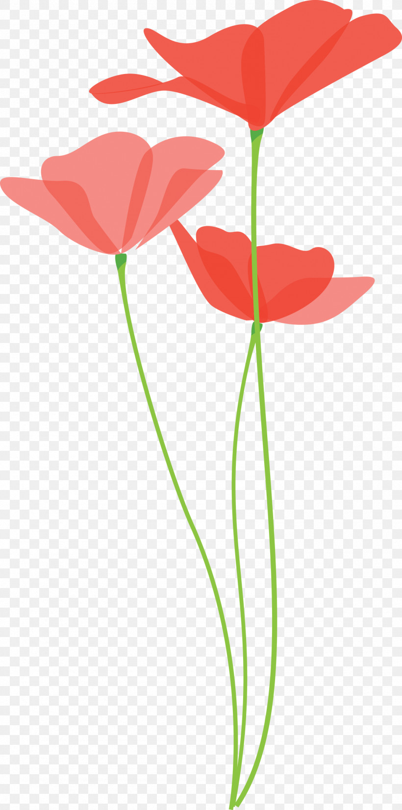 Poppy Flower, PNG, 1488x3000px, Poppy Flower, Anthurium, Coquelicot, Corn Poppy, Cut Flowers Download Free