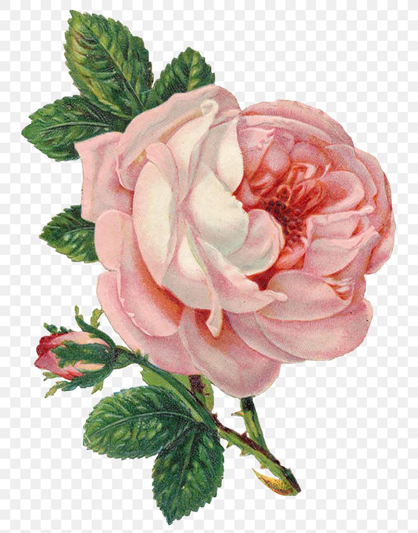 Rose Flower Drawing Clip Art, PNG, 773x1046px, Rose, Artificial Flower, Begonia, Collage, Cut Flowers Download Free