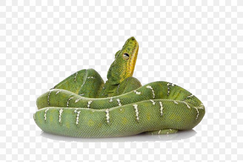 Smooth Green Snake Reptile Amazing Animals: Snakes, PNG, 900x600px, Amazing Animals Snakes, Alligator, Animal, Animal Rescue Group, Animal Rights Download Free