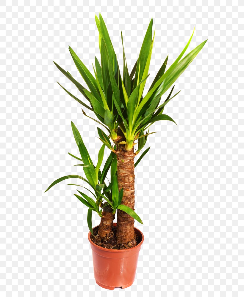 Spineless Yucca Yucca Baccata Yucca Rostrata Yucca Gloriosa Houseplant, PNG, 667x1000px, Spineless Yucca, Arecaceae, Arecales, Asparagaceae, Chamaedorea Elegans Download Free