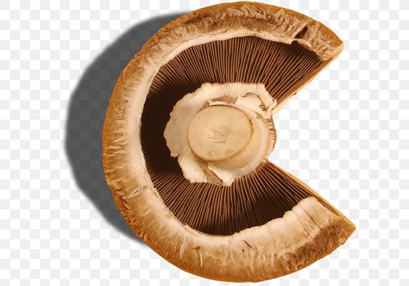 Agaricus Edible Mushroom, PNG, 609x574px, Agaricus, Agaricaceae, Agaricomycetes, Edible Mushroom, Fungus Download Free