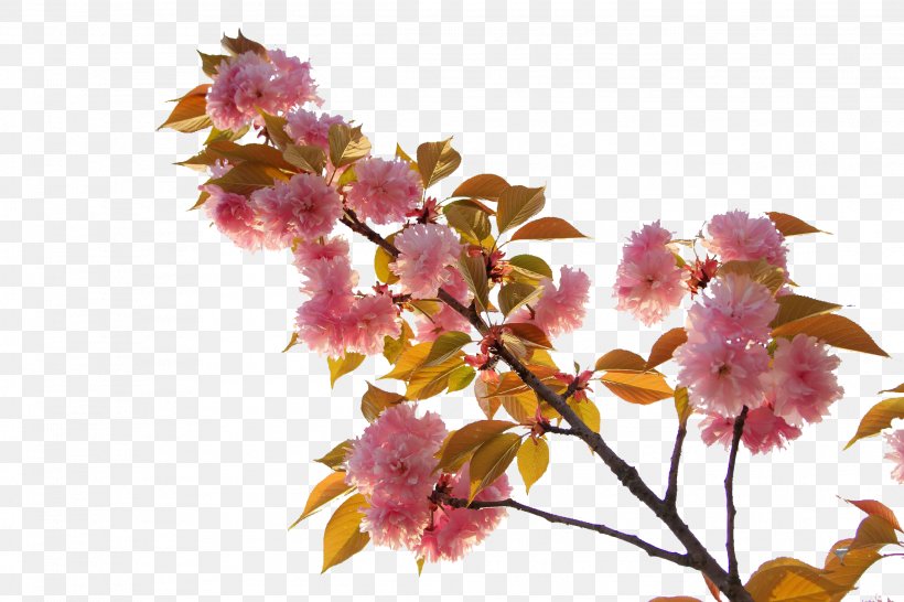 Japan Cherry Blossom, PNG, 2289x1526px, Japan, Blossom, Branch, Cherry, Cherry Blossom Download Free