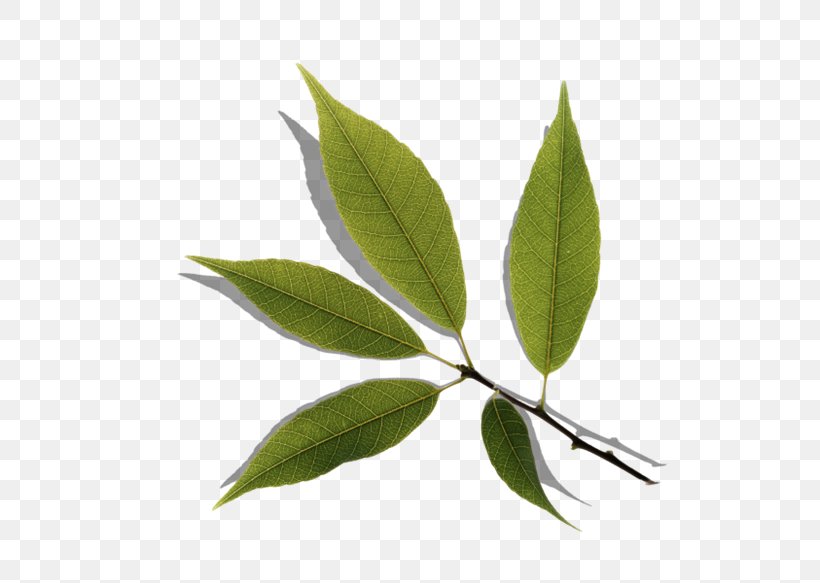 Leaf Television Image Quercus Myrsinifolia Ha, PNG, 670x583px, 2018, Leaf, Bladnerv, Branch, Lofter Download Free