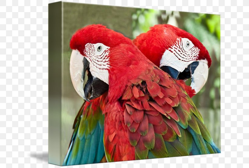 Macaw Bird Parakeet Loriini Gallery Wrap, PNG, 650x555px, Macaw, Art, Beak, Bird, Blue Download Free