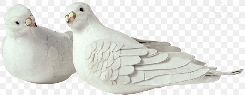 Rock Dove Columbidae Homing Pigeon Clip Art, PNG, 1200x468px, Rock Dove, Animal Figure, Beak, Bird, Color Download Free