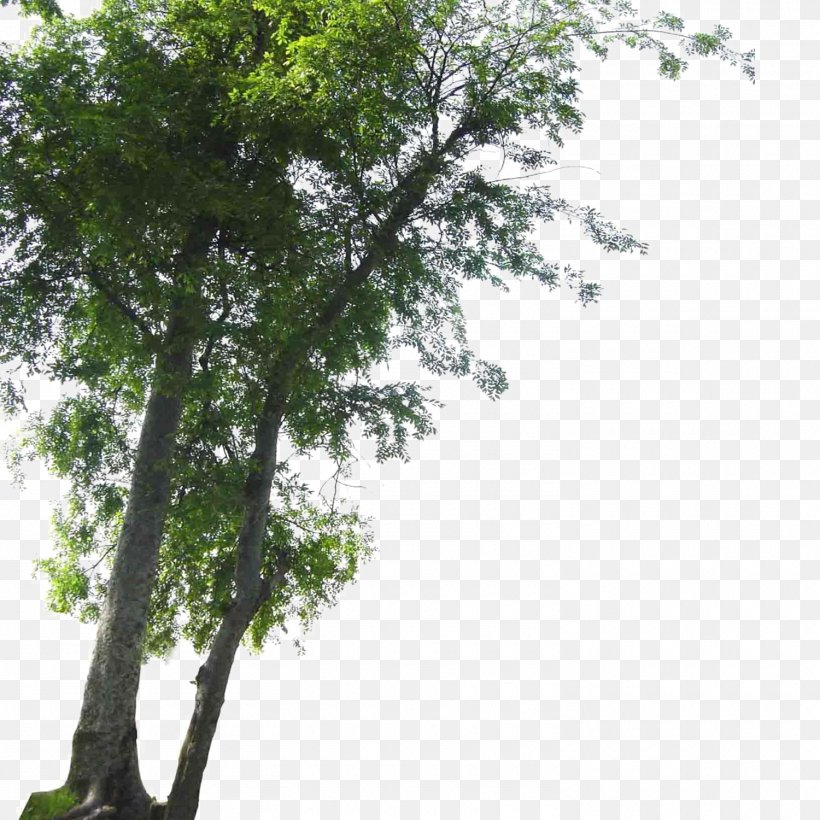 Tree Landscape, PNG, 1500x1500px, Tree, Branch, Carpinus Betulus, Computer Graphics, Grass Download Free