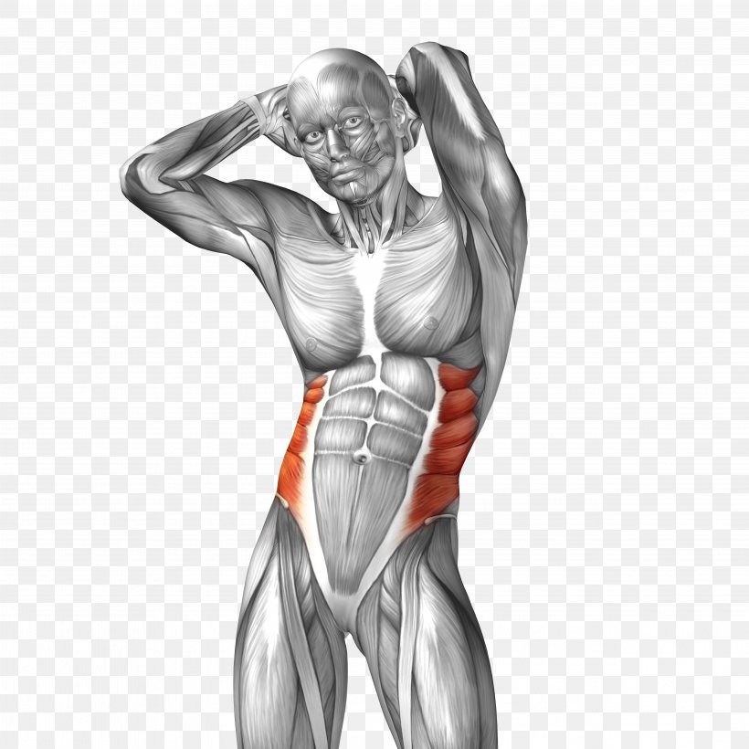 Abdominal External Oblique Muscle Abdominal Internal Oblique Muscle Rectus Abdominis Muscle Anatomy, PNG, 4977x4977px, Watercolor, Cartoon, Flower, Frame, Heart Download Free