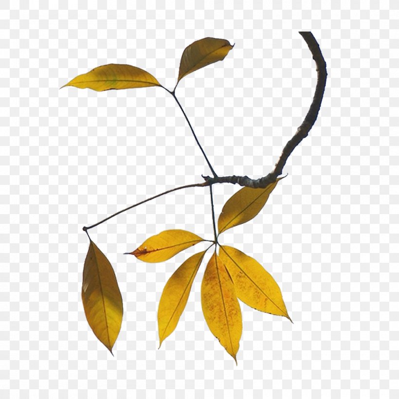 Leaf Twig Image Design, PNG, 1000x1000px, Leaf, Branch, Designer, Plant, Plant Stem Download Free
