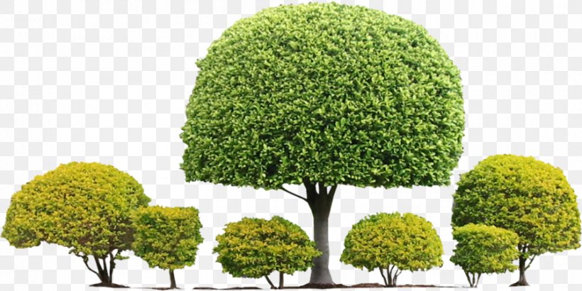 Tree Topiary Shrub Hedge Evergreen, PNG, 900x450px, Tree, Art, Biome, Box, Deviantart Download Free