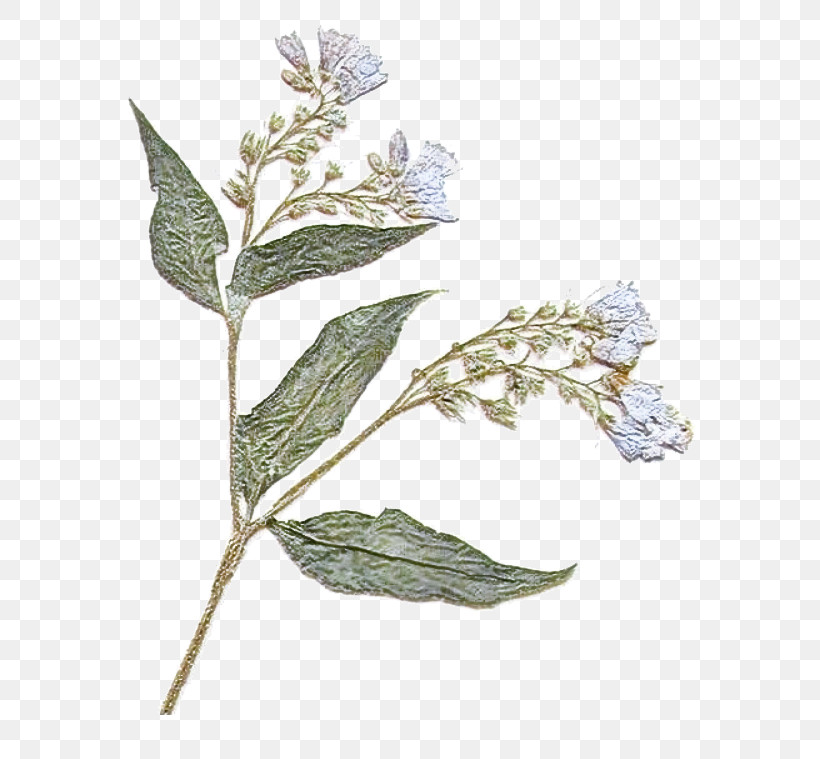 Flower Plant Leaf Buddleia, PNG, 750x759px, Flower, Buddleia, Leaf, Plant Download Free