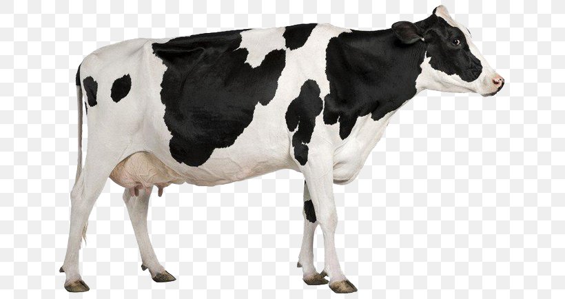 Holstein Friesian Cattle Milk Dairy Cattle Dairy Farming, PNG, 650x434px, Holstein Friesian Cattle, Animal Figure, Automatic Milking, Calf, Cattle Download Free