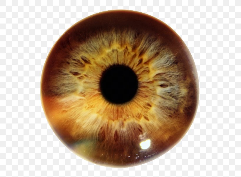 Iris Human Eye Pupil Eye Color, PNG, 600x602px, Watercolor, Cartoon, Flower, Frame, Heart Download Free