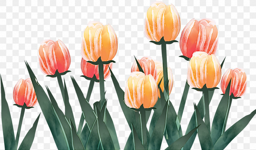 Orange, PNG, 1602x942px, Flower, Bud, Cut Flowers, Lady Tulip, Lily Family Download Free