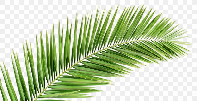 Palm Branch Arecaceae Leaf Frond, PNG, 1267x651px, Palm Branch, Arecaceae, Arecales, Borassus Flabellifer, Elaeis Download Free