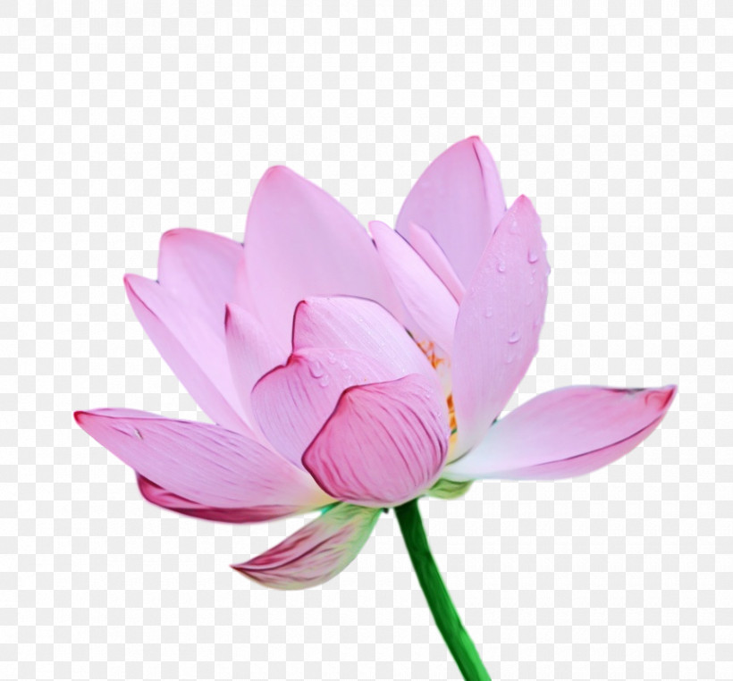 Sacred Lotus Plant Stem Cut Flowers Herbaceous Plant Petal, PNG, 860x800px, Watercolor, Biology, Cut Flowers, Flower, Herbaceous Plant Download Free