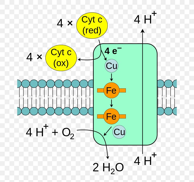 Cytochrome C Oxidase Electron Transport Chain Mitochondrion, PNG, 676x768px, Cytochrome C Oxidase, Area, Arnas Katea, Biochemistry, Citric Acid Cycle Download Free