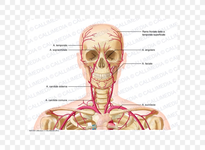 Supratrochlear Artery Vein Neck External Carotid Artery, PNG, 600x600px ...