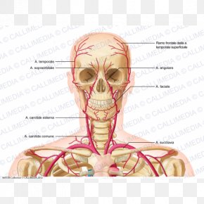 Supraorbital Artery Supratrochlear Artery Supratrochlear Nerve Facial ...