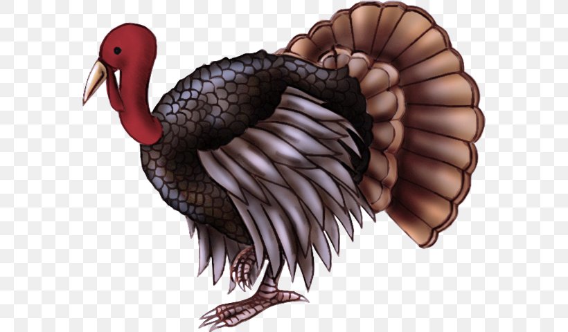 Turkey Bird Wild Turkey, PNG, 583x480px, Turkey, Bird, Wild Turkey Download Free