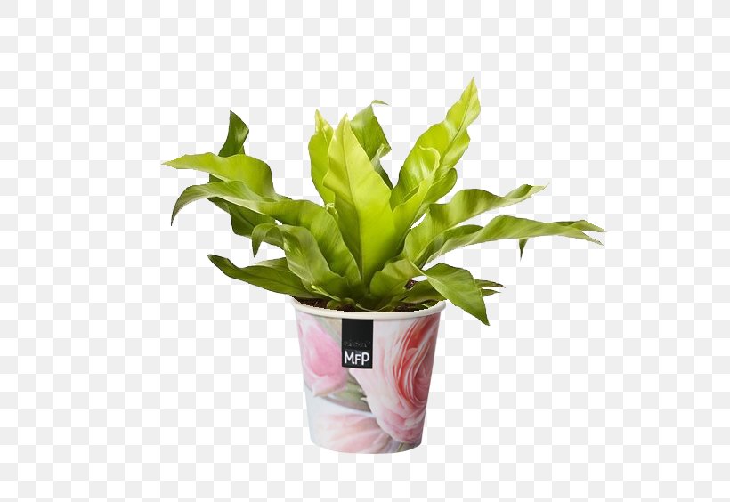 Asplenium Antiquum Houseplant Plants Flowerpot Leaf, PNG, 564x564px, Asplenium Antiquum, Azalea, Burknar, Chinese Evergreens, Flowerpot Download Free