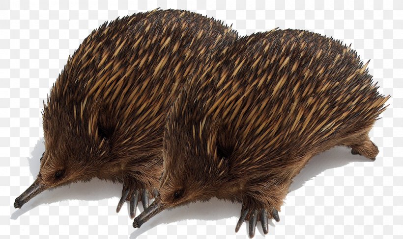 Anteater Domesticated Hedgehog Echidna, PNG, 1000x596px, Anteater, Animal, Ant, Ant Colony, Domesticated Hedgehog Download Free