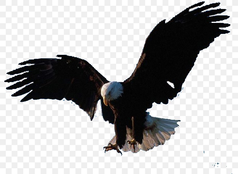 Bird Flight Eagle Clip Art, PNG, 800x600px, Bird, Accipitriformes, Bald Eagle, Beak, Bird Flight Download Free