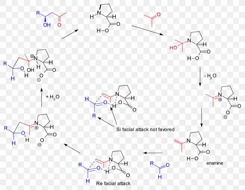 Hajos–Parrish–Eder–Sauer–Wiechert Reaction Organocatalysis Organic Chemistry Enamine, PNG, 1200x930px, Catalysis, Aldol Condensation, Aldol Reaction, Area, Chemical Reaction Download Free