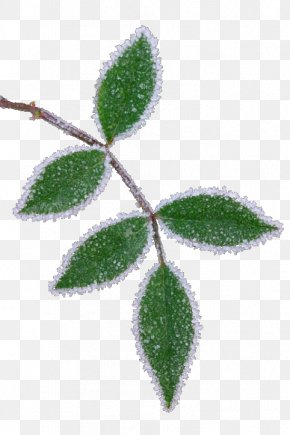 Frozen Leaves - Leaf Ice Download Icon PNG