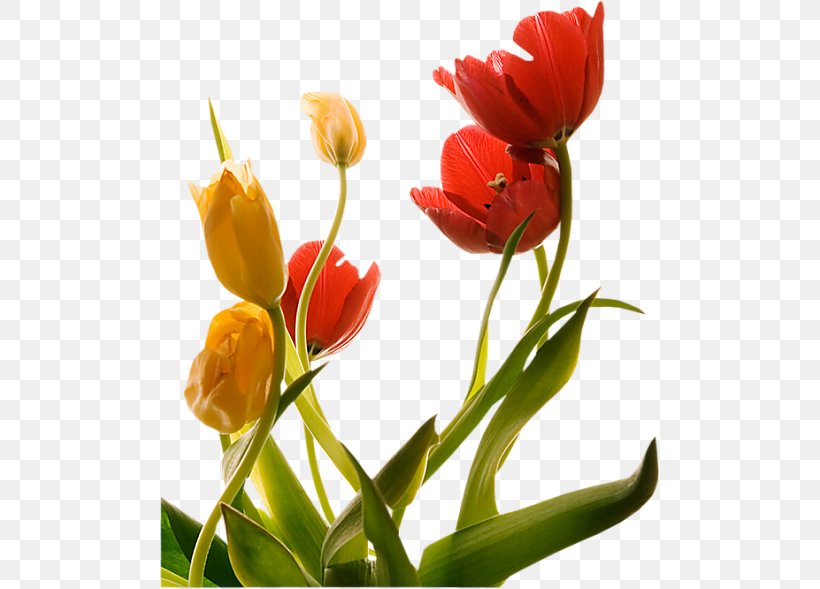 Tulip Flower Floraison Spring, PNG, 500x589px, Watercolor, Cartoon, Flower, Frame, Heart Download Free