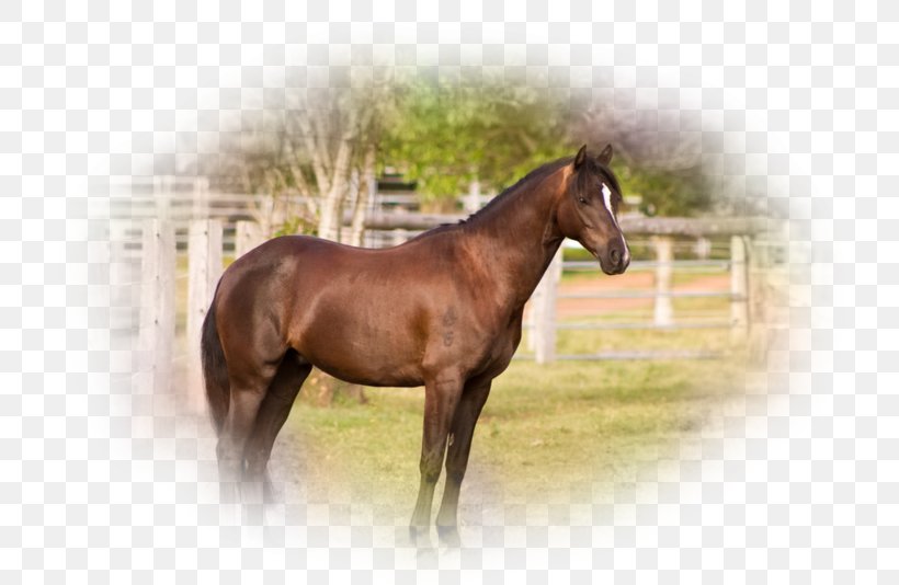 Mare Mustang Stallion Foal Colt, PNG, 800x534px, Mare, Bridle, Colt, Foal, Grass Download Free
