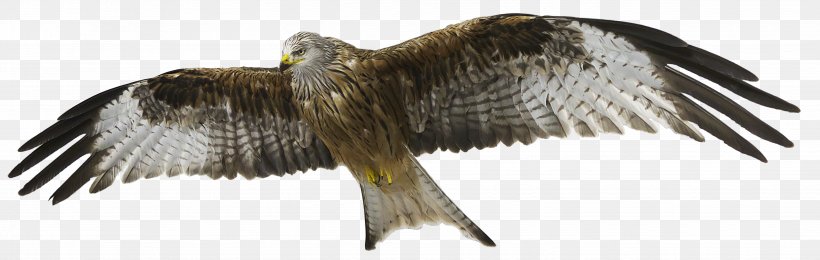 Red Kite Bird Of Prey Bald Eagle, PNG, 4956x1572px, Red Kite, Accipitriformes, Animal Figure, Bald Eagle, Beak Download Free