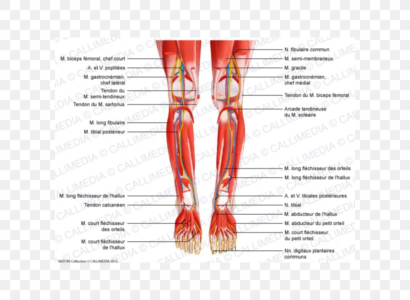 Tibialis Posterior Muscle Peroneus Longus Tibialis Anterior Muscle Knee, PNG, 600x600px, Watercolor, Cartoon, Flower, Frame, Heart Download Free