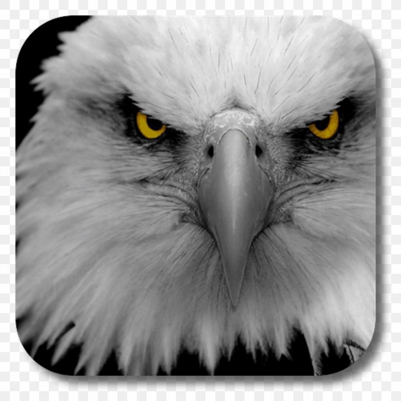 Bald Eagle Desktop Wallpaper Eagle Eye Drawing, PNG, 1400x1400px, Bald Eagle, Accipitridae, Accipitriformes, Beak, Bird Download Free