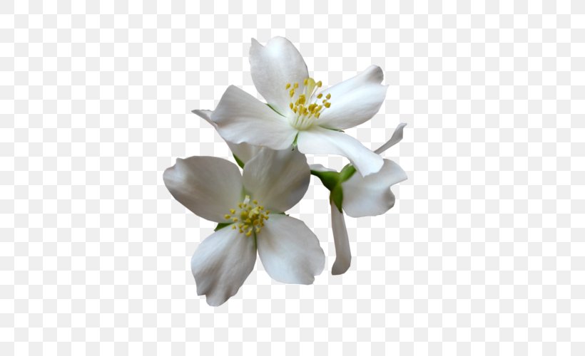 Magnolia Family Petal Flower, PNG, 500x500px, Magnolia Family, Anemone, Blossom, Branch, Columbine Download Free