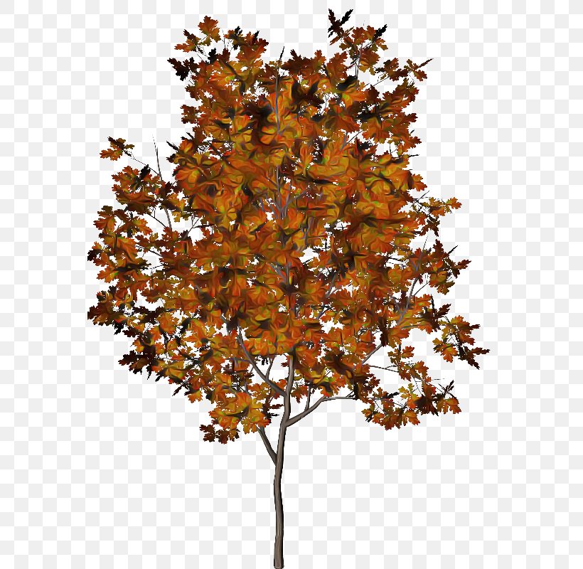 Plane, PNG, 600x800px, Tree, Autumn, Branch, Deciduous, Leaf Download Free