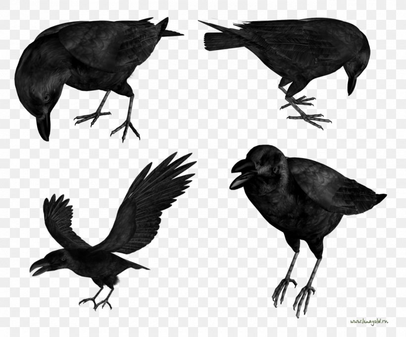 American Crow Rook New Caledonian Crow Common Raven Bird, PNG, 1280x1063px, American Crow, Beak, Bird, Black And White, Carrion Crow Download Free