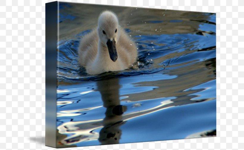 Cygnini The Ugly Duckling Gallery Wrap Canvas, PNG, 650x504px, Cygnini, Art, Beak, Bird, Canvas Download Free