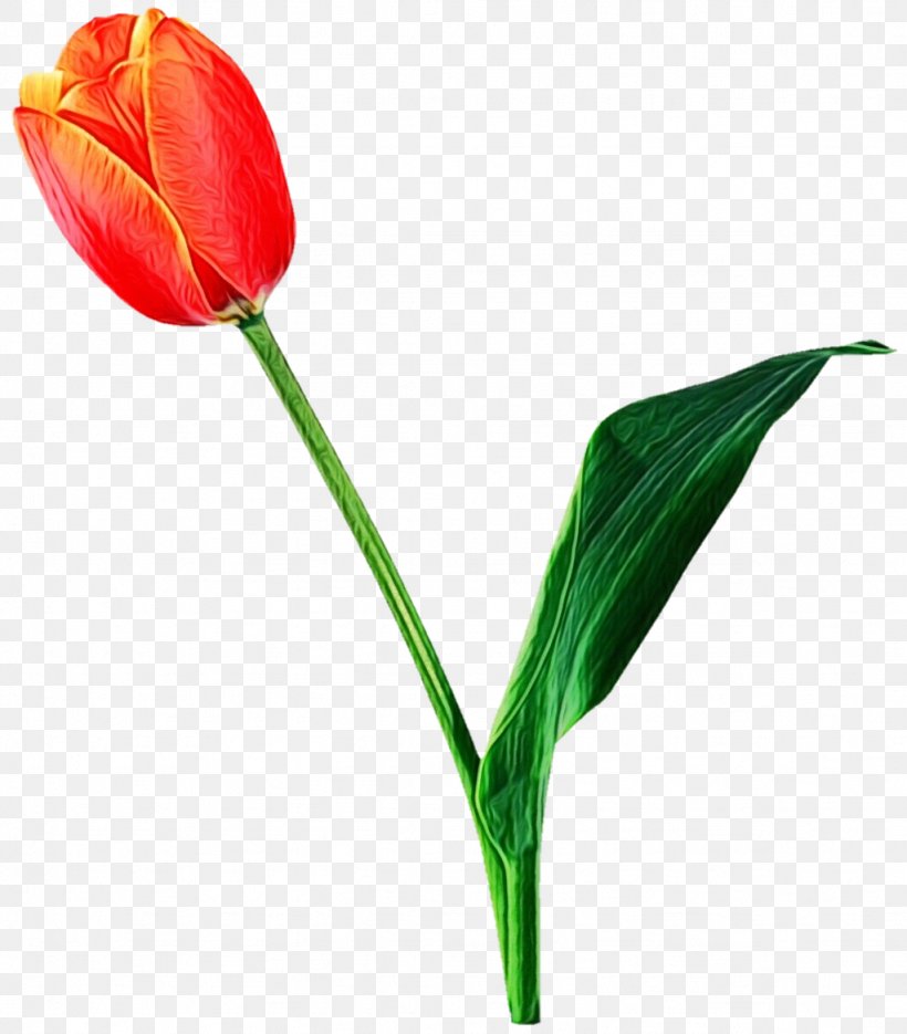 Flower Tulip Plant Leaf Flowering Plant, PNG, 1024x1168px, Watercolor, Cut Flowers, Flower, Flowering Plant, Leaf Download Free