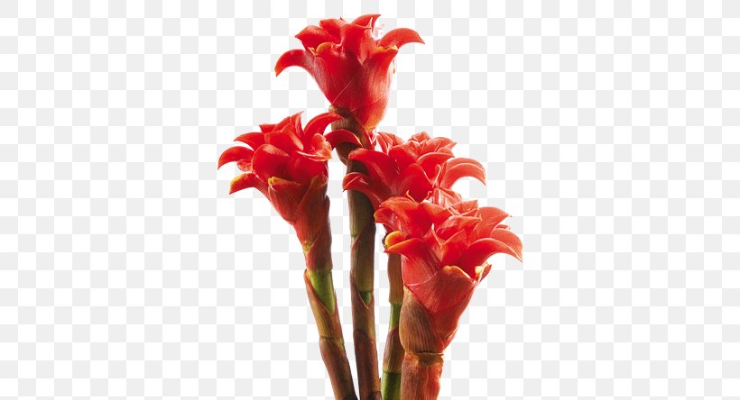 Canna Costus Ginger Family Heliconia Bihai Heliconia Chartacea, PNG, 570x444px, Canna, Bird Of Paradise Flower, Birdofparadise Plants, Canna Family, Canna Lily Download Free