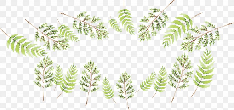 Leaf Branch, PNG, 2999x1412px, Branch, Fern, Flower, Grass, Grasses Download Free