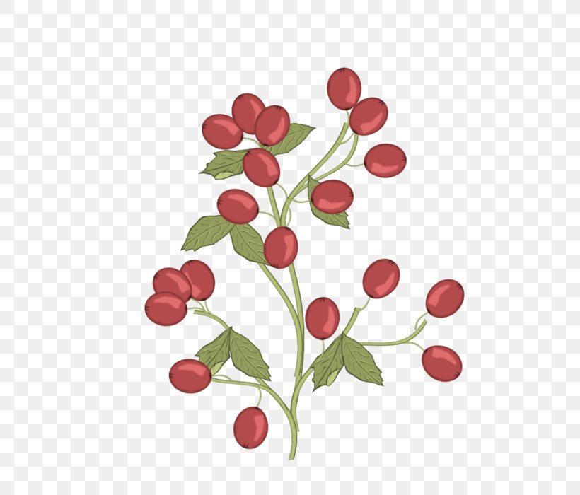 Lingonberry Pink Peppercorn Radish Flower, PNG, 700x700px, Lingonberry, Berry, Branch, Flower, Flowering Plant Download Free