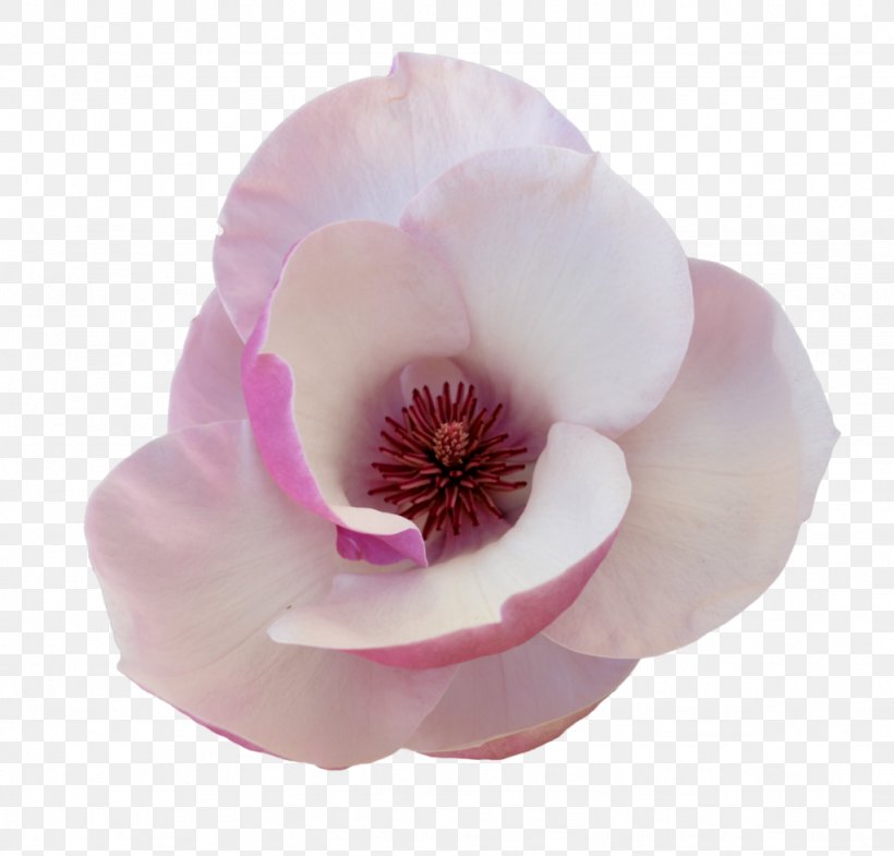 Magnolia Flower Petal Tulip, PNG, 1024x981px, Magnolia, Art, Deviantart, Flower, Flowering Plant Download Free